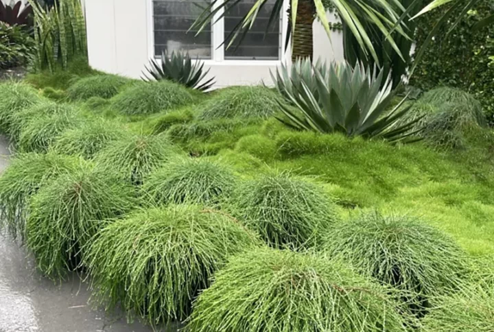 Casuarina Glauca Cousin it in Gold Coast