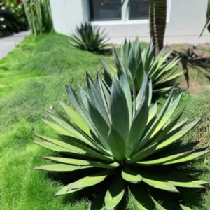 Agave ‘Blue Glow’