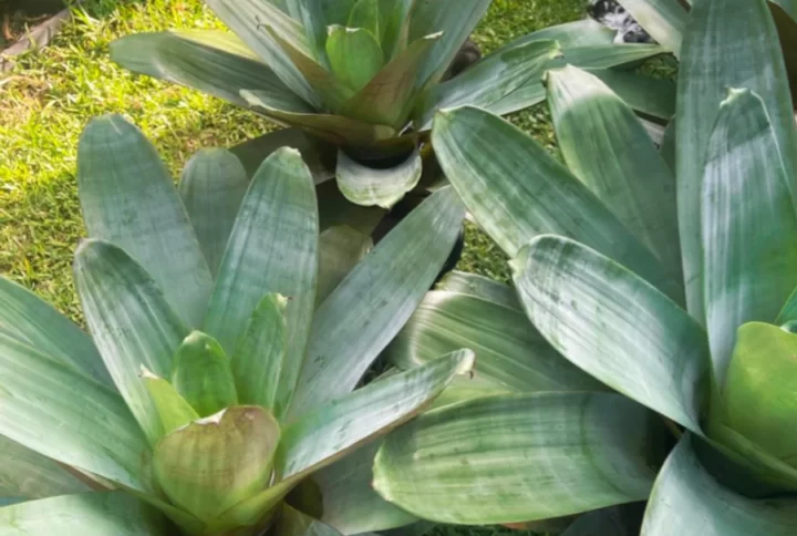 Bromeliad Rubra in Gold Coast