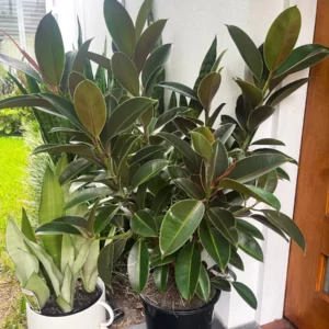 Ficus Melany Rubber Plant