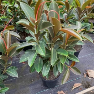 Ficus ‘Melany’ Rubber Plant
