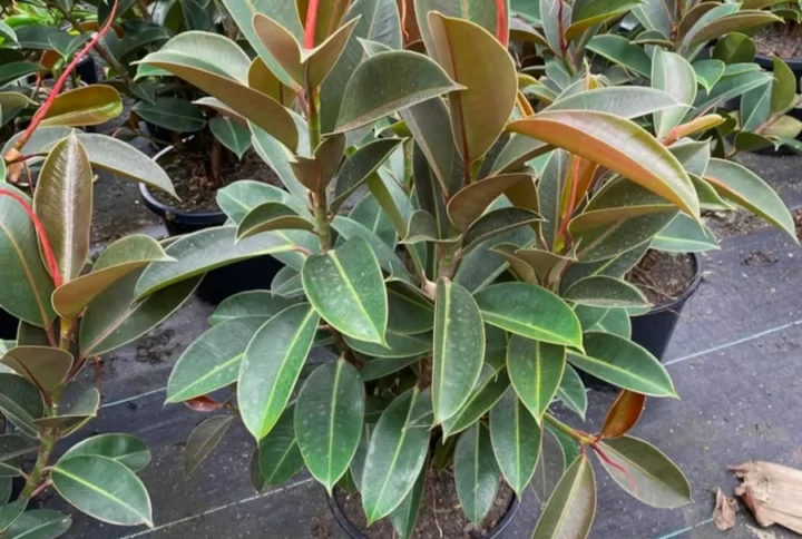 Ficus ‘Melany’ Rubber Plant