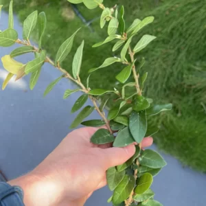 Ficus Pumila