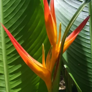 Heliconia in Gold Coast