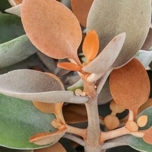 Kalanchoe orgyalis (Copper Spoons)