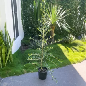 Olea Europaea ‘Frantoio’ (Frantoio Olive Tree)