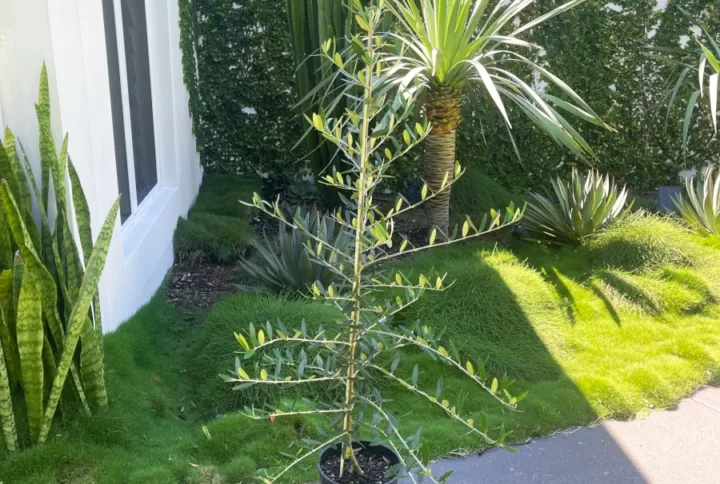 Olea Europaea ‘Frantoio’ (Frantoio Olive Tree)