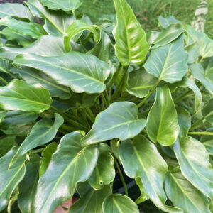 Philodendron Xanadu