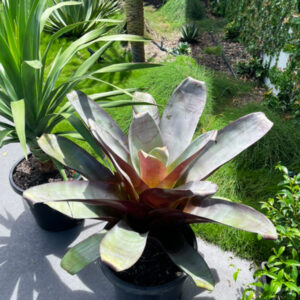 Bromeliad Alcantarea Silver Plum in Gold Coast