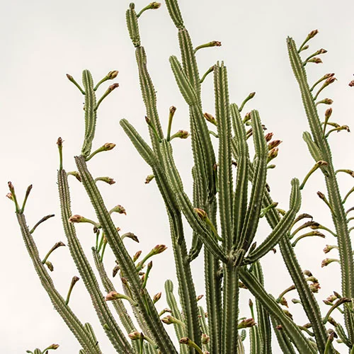 cactus plant photo