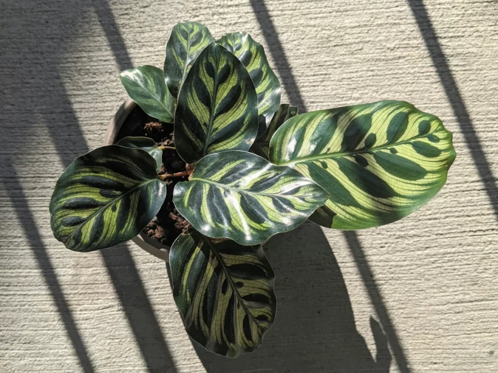 Calathea bathroom plants