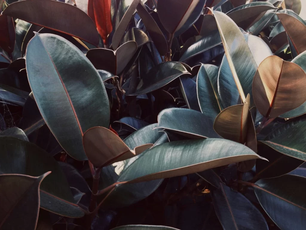 Ficus Elastica low light indoor plants