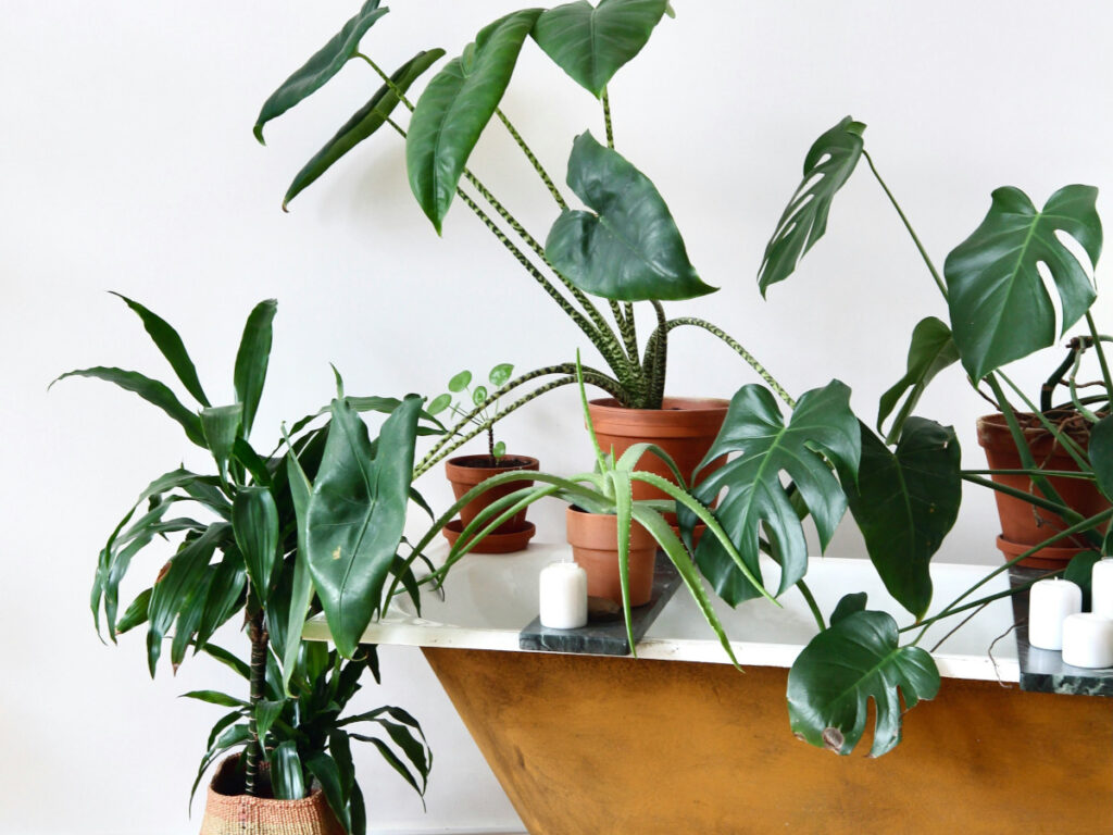 Indoor plants on desk