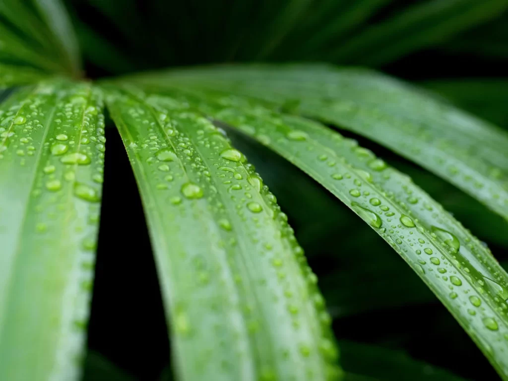 Rhapis excelsa 'Broadleaf lady palm':