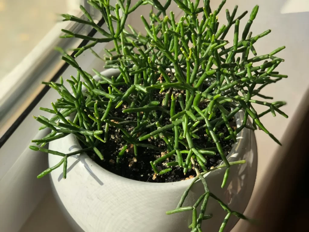 Rhipsalis campos-portoana bathroom plants