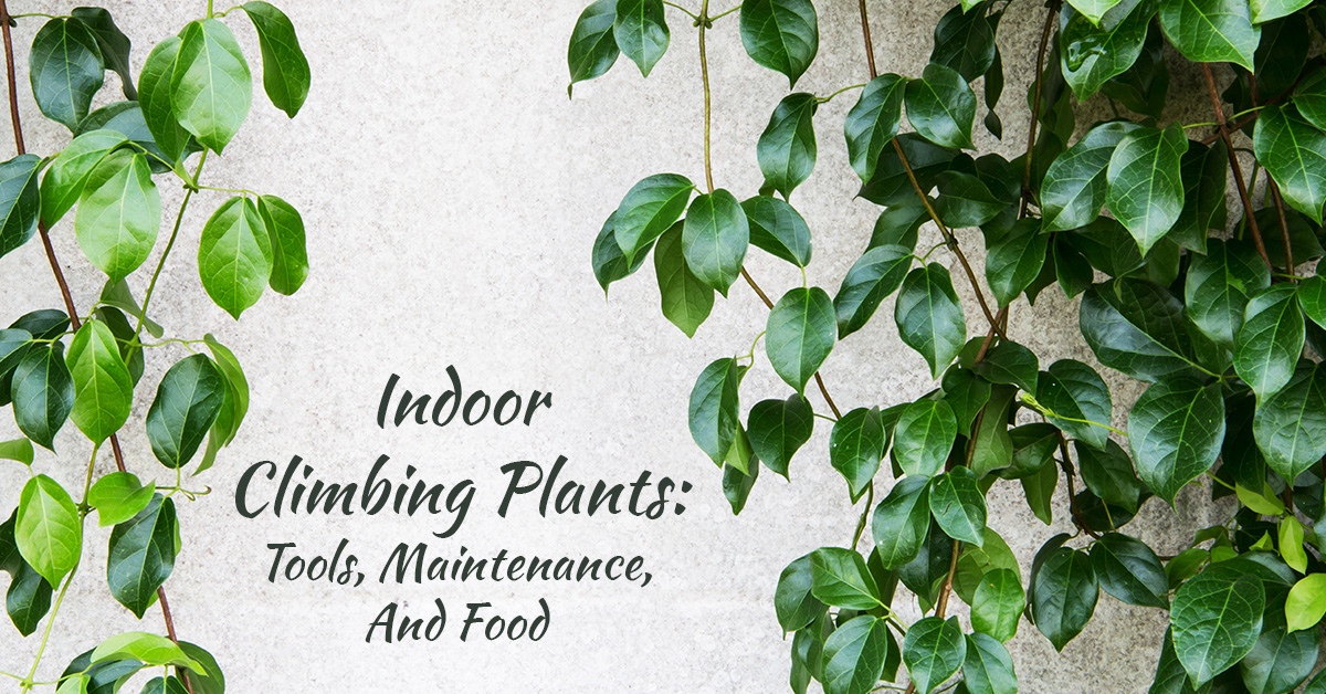 Indoor Climbing Plants Maintenance