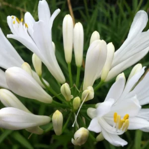 AGAPANTHUS WHITE