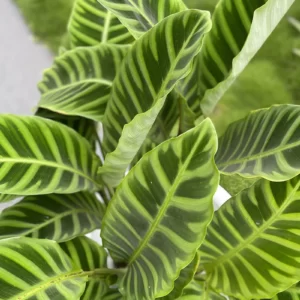 Calathea Zebrina