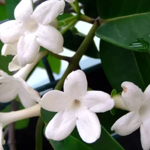 Madagascar Jasmine Plant in Gold Coast