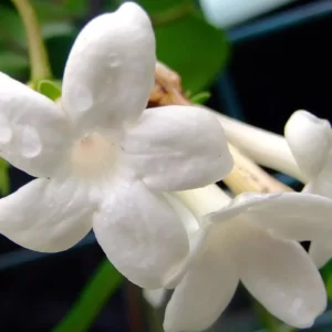 Stephanotis Floribunda ‘Madagascar Jasmine’