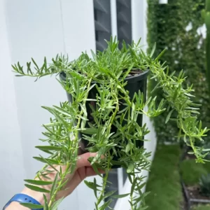 Creeping Boobialla Plant in Gold Coast