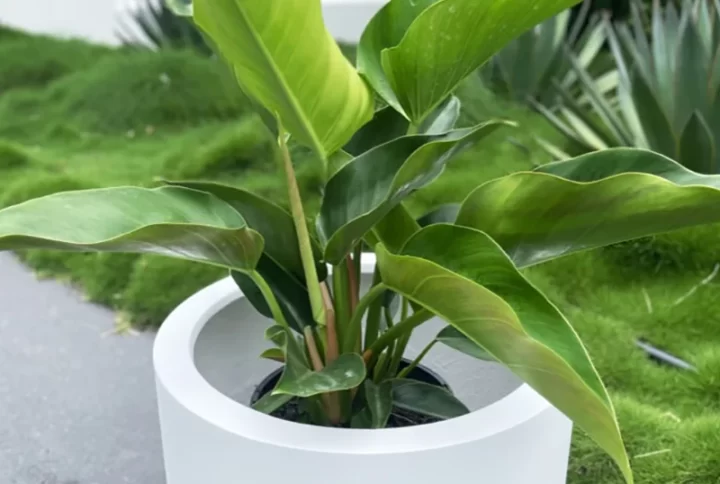 Philodendron Imperial Green