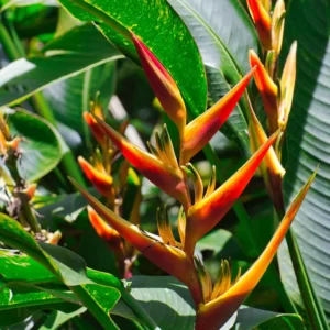 Heliconia Kawauchi photo