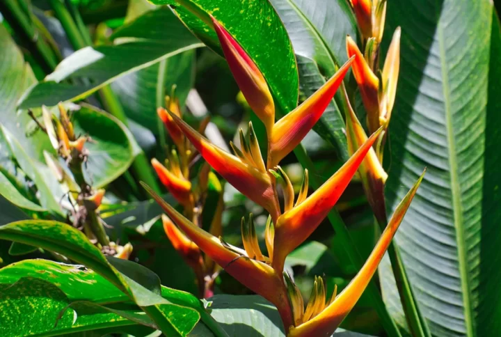 Heliconia Kawauchi photo