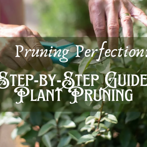 Pruning Perfection: A Step-by-Step Guide to Plant Pruning