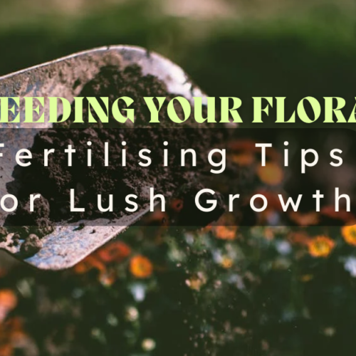 Feeding Your Flora: Fertilising Tips for Lush Growth