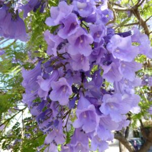 Jacaranda Mimosifolia