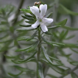 Coastal Rosemary in Gold Coast