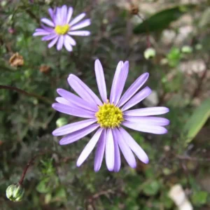 Brachyscome multifida Cut Leaf Daisy