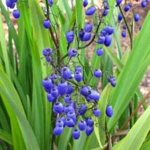 Blue Flax Lily