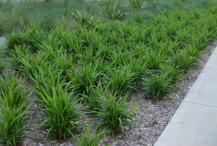 Dianella Caerulea in Gold Coast