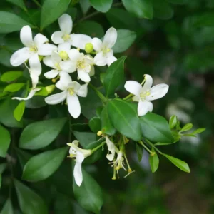 Mock Orange in Gold Coast