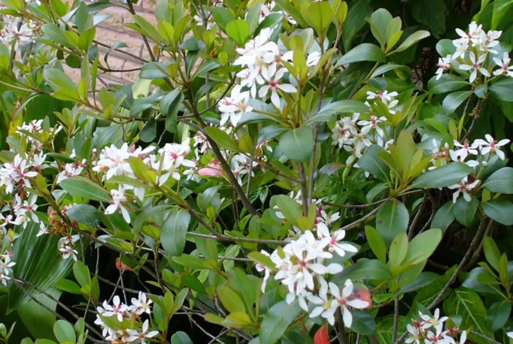 Rhaphiolepis Indica Snow Maiden - Indian Hawthorn