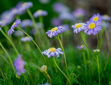 flowering plants