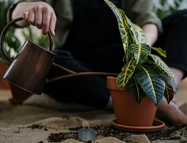 watering plants