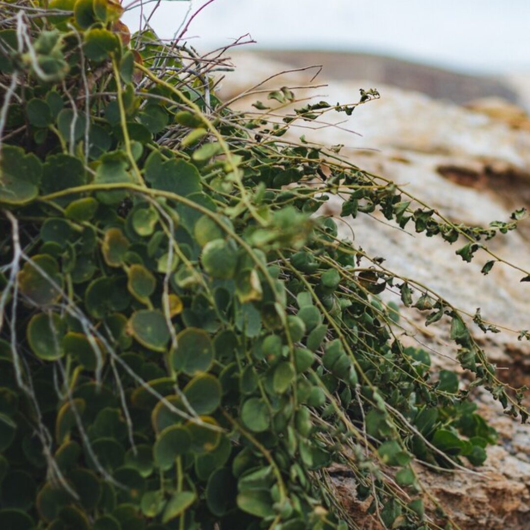 coastal plants