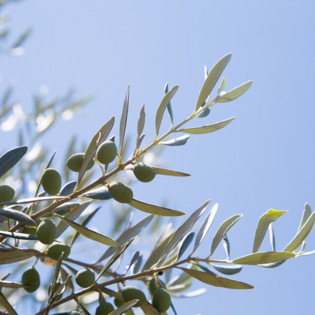 drought tolerant plants