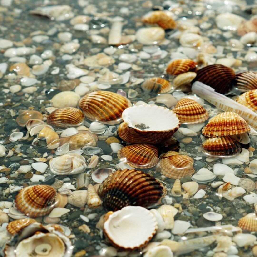 elements of coastal garden