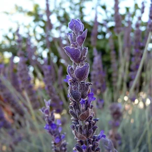 French Lavender in Gold Coast