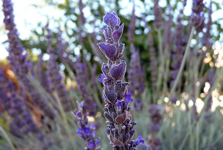 French Lavender in Gold Coast