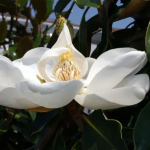 Magnolia Little Gem in Gold Coast