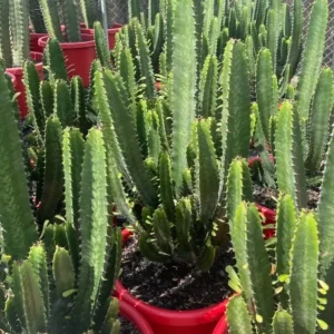 Euphorbia Cowboy Cactus