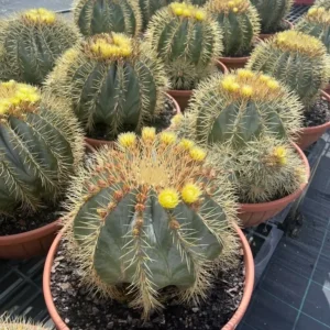 Ferocactus Glaucescens (Blue Barrel Cactus)