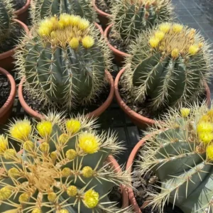 Ferocactus Glaucescens (Blue Barrel Cactus)