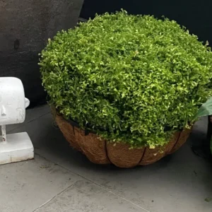 Spikemoss pot garden photo