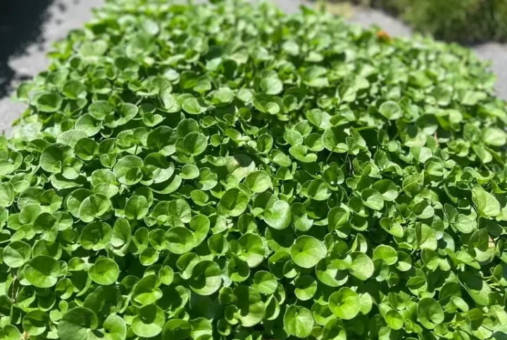 Dichondra Repens (Kidney Weed)